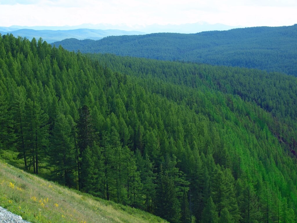 boreal