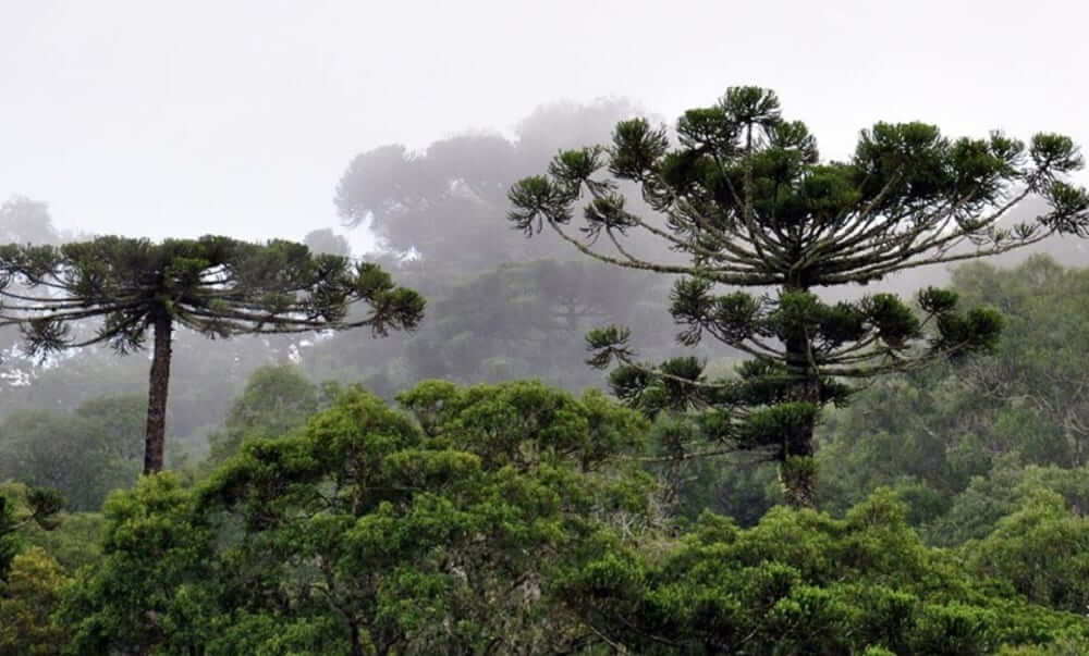 araucárias
